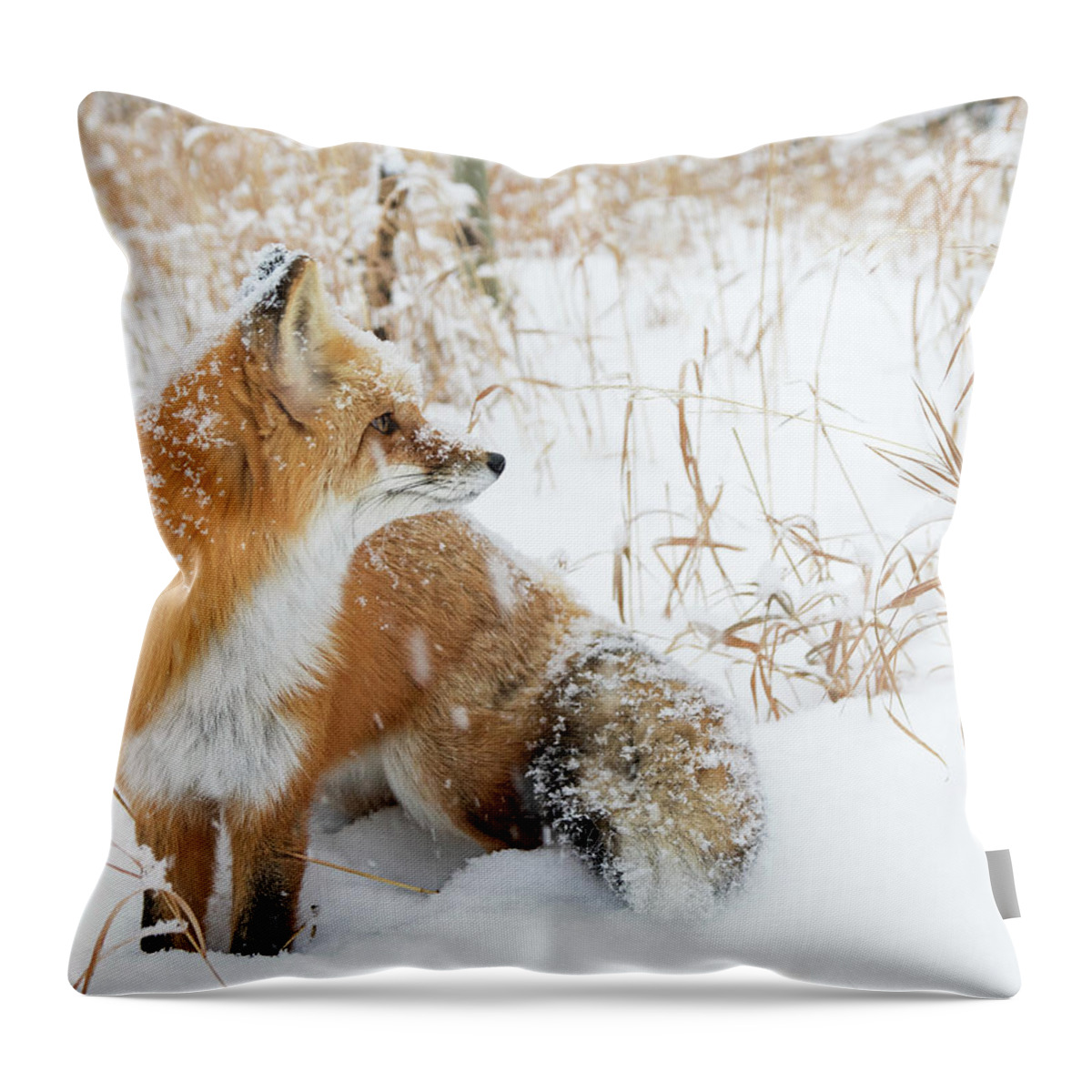 Fox Throw Pillow featuring the photograph In The Distance #2 by Mindy Musick King