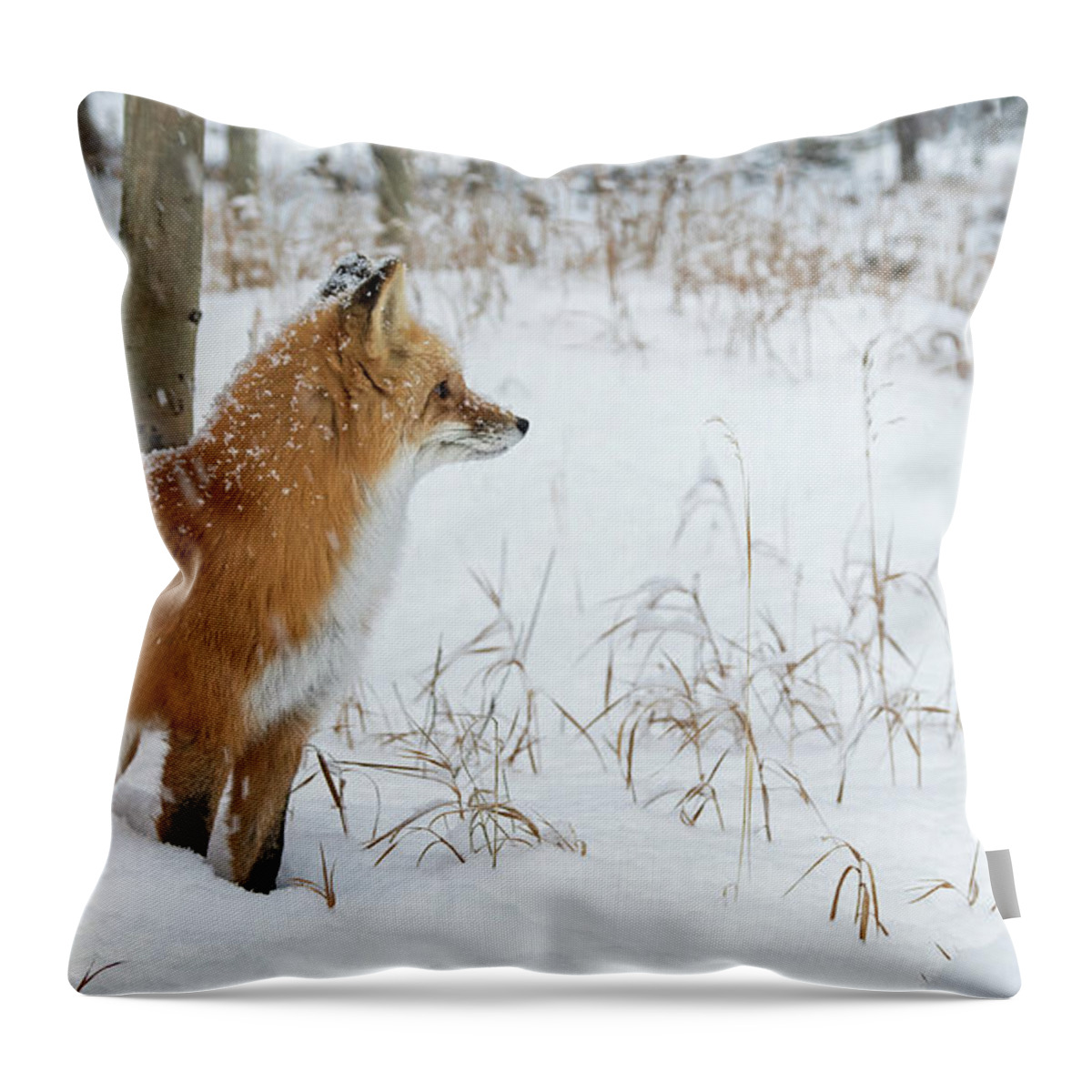 Fox Throw Pillow featuring the photograph In The Distance by Mindy Musick King