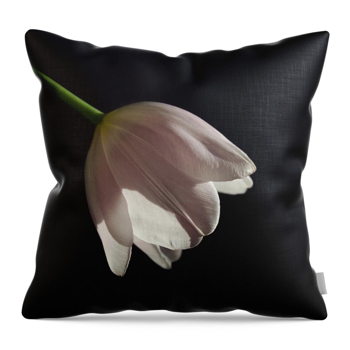 Tulip Throw Pillow featuring the photograph In the Spotlight by Kim Hojnacki