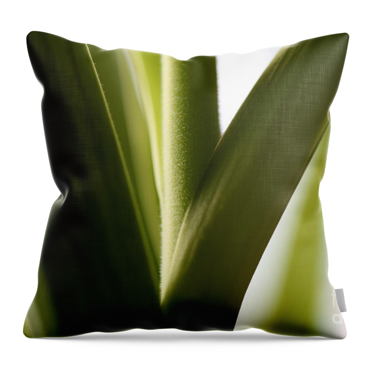 Leaves Throw Pillow featuring the photograph In the spotlight of support by Amanda Barcon