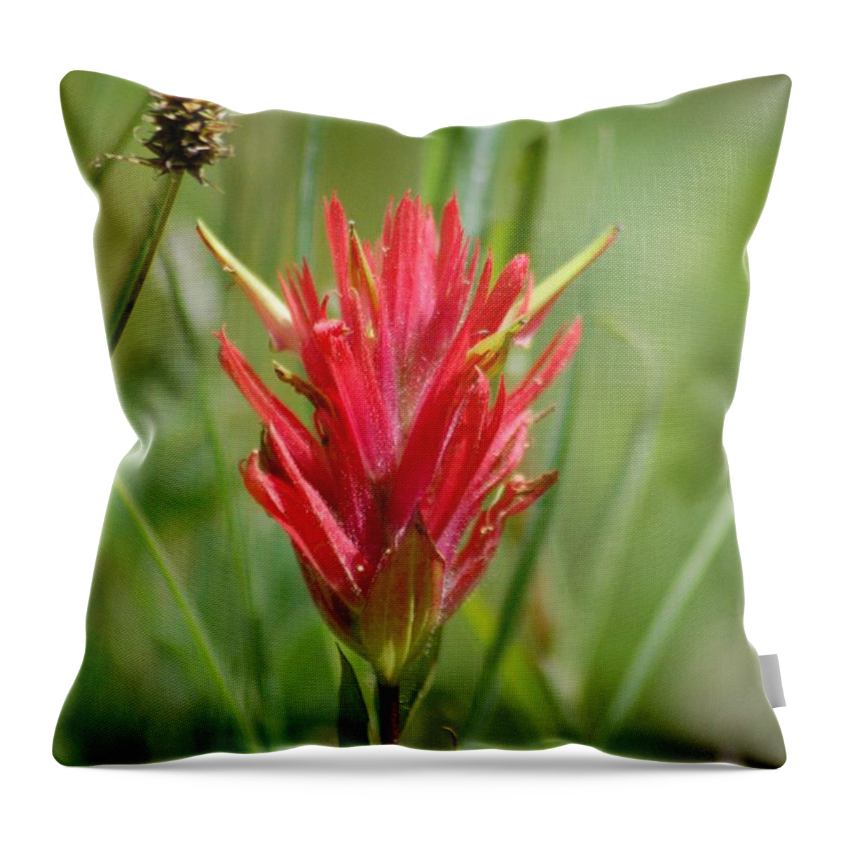 Plants And Flowers Throw Pillow featuring the photograph Indian Paintbrush by D Nigon