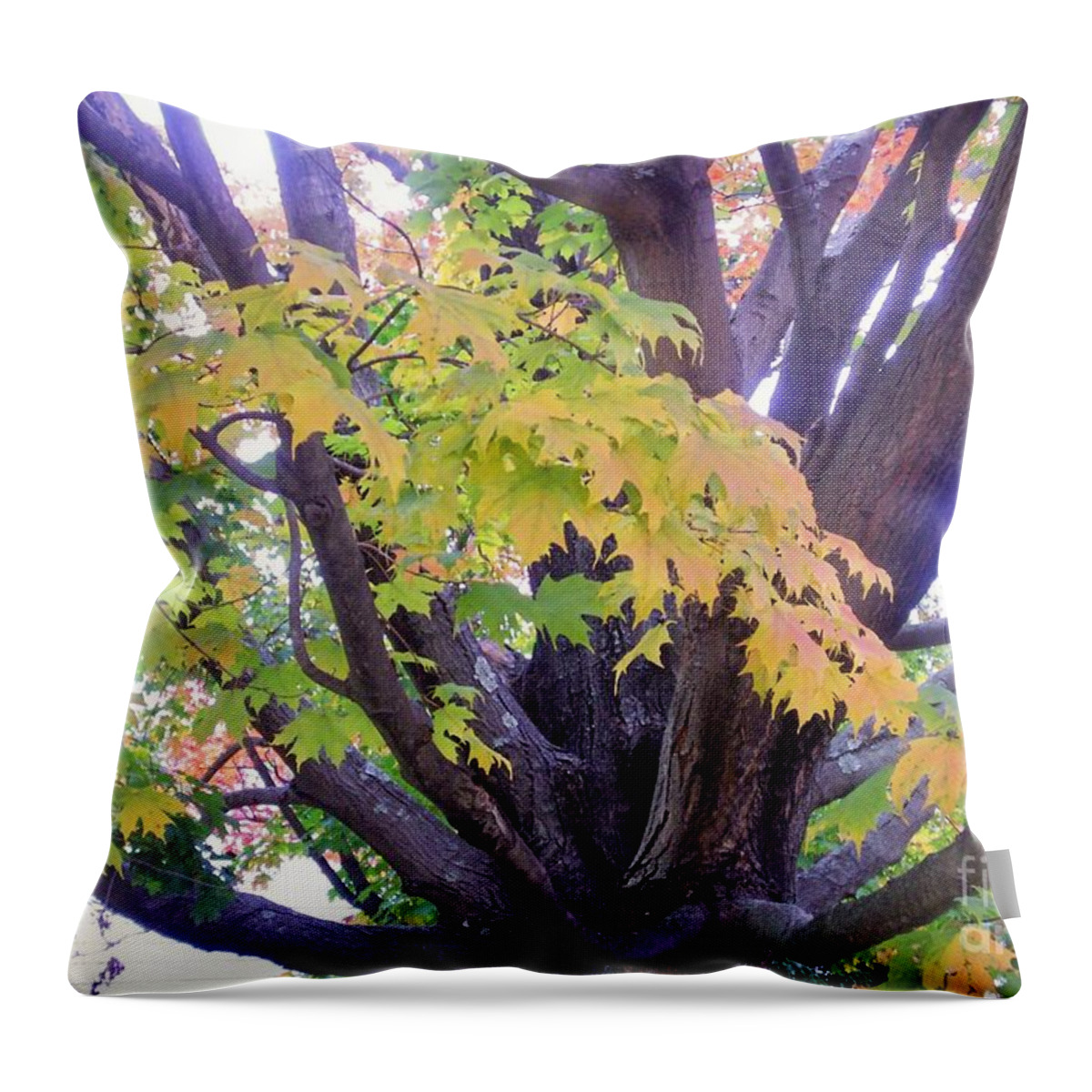 Autumn New England Fall Foliage Tree Throw Pillow featuring the photograph Indian Tree by Kristine Nora