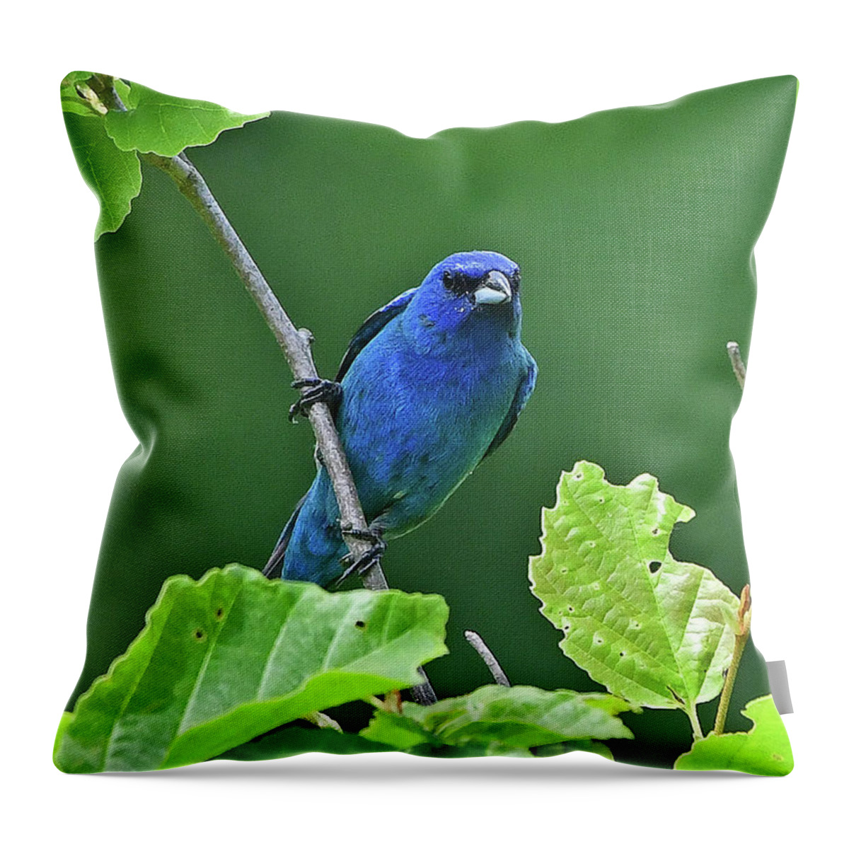 Indigo Bunting Throw Pillow featuring the photograph Indigo Bunting by Ken Stampfer
