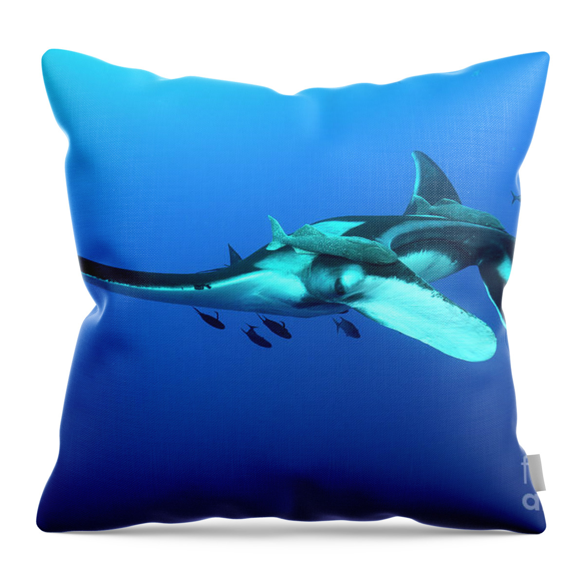 Giant Pacific Manta Ray Throw Pillow featuring the photograph Interactive by Aaron Whittemore