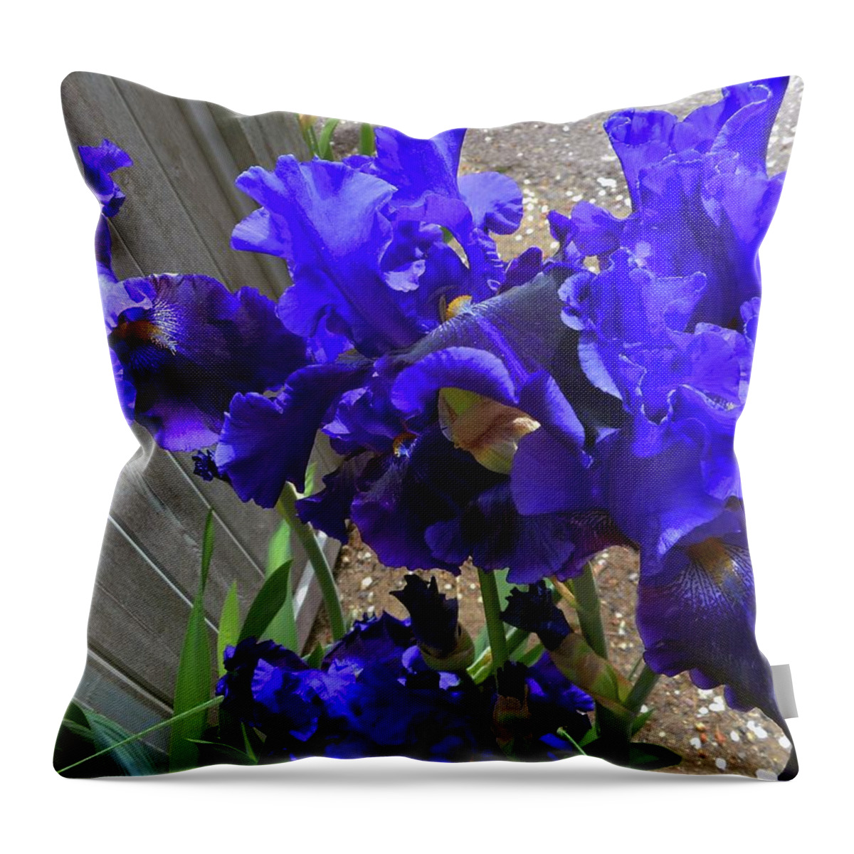 Iris Throw Pillow featuring the photograph Irises 26 by Ron Kandt