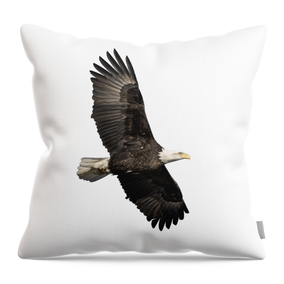 American Bald Eagle Throw Pillow featuring the photograph Isolated American Bald Eagle 2016-4 by Thomas Young
