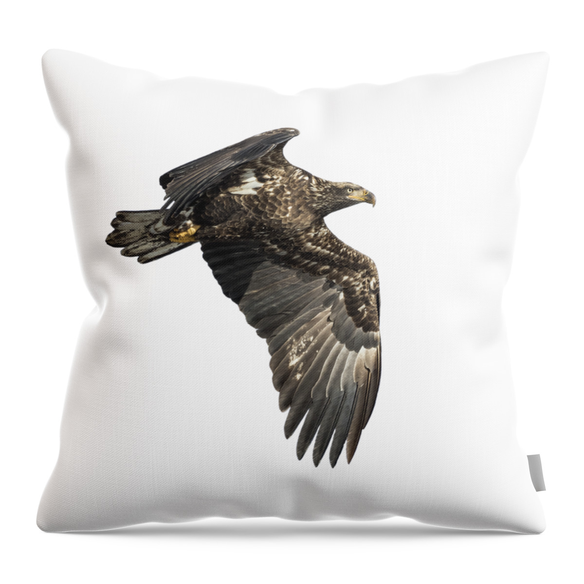 American Bald Eagle Throw Pillow featuring the photograph Isolated Eagle 2017-2 by Thomas Young