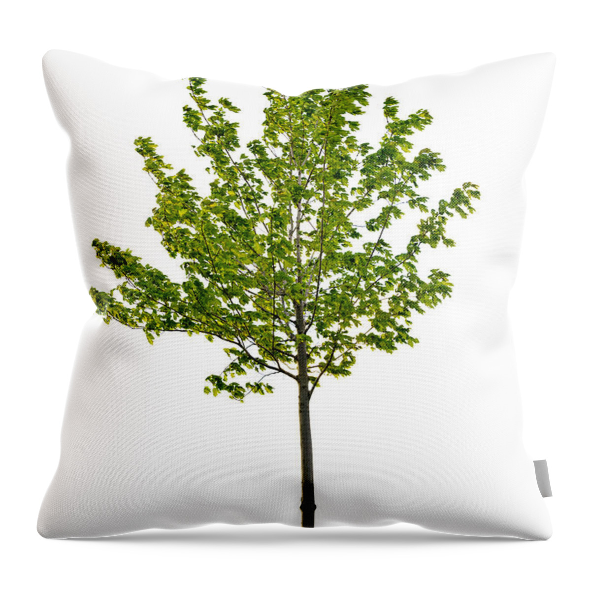 Tree Throw Pillow featuring the photograph Isolated young maple tree by Elena Elisseeva