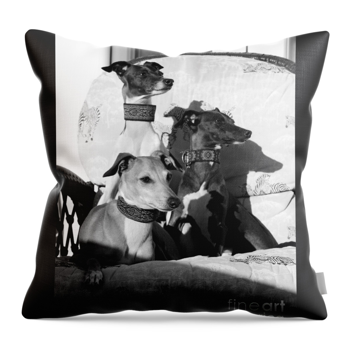 Editorial Throw Pillow featuring the photograph Italian Greyhounds in Black and White by Angela Rath