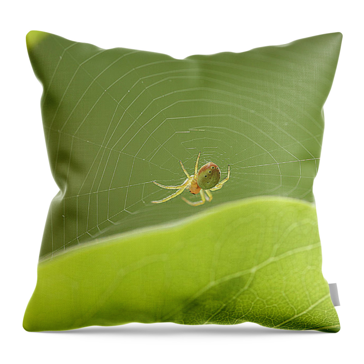 Spider Throw Pillow featuring the photograph Itsy Bitsy Spider by Cindi Ressler