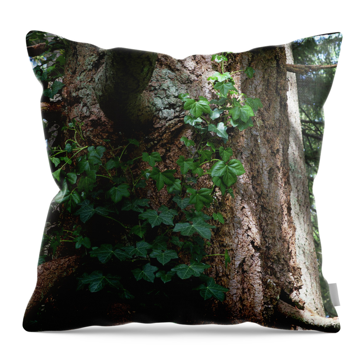 Ivy Throw Pillow featuring the photograph Ivy On The Hemlock by Jeanette C Landstrom