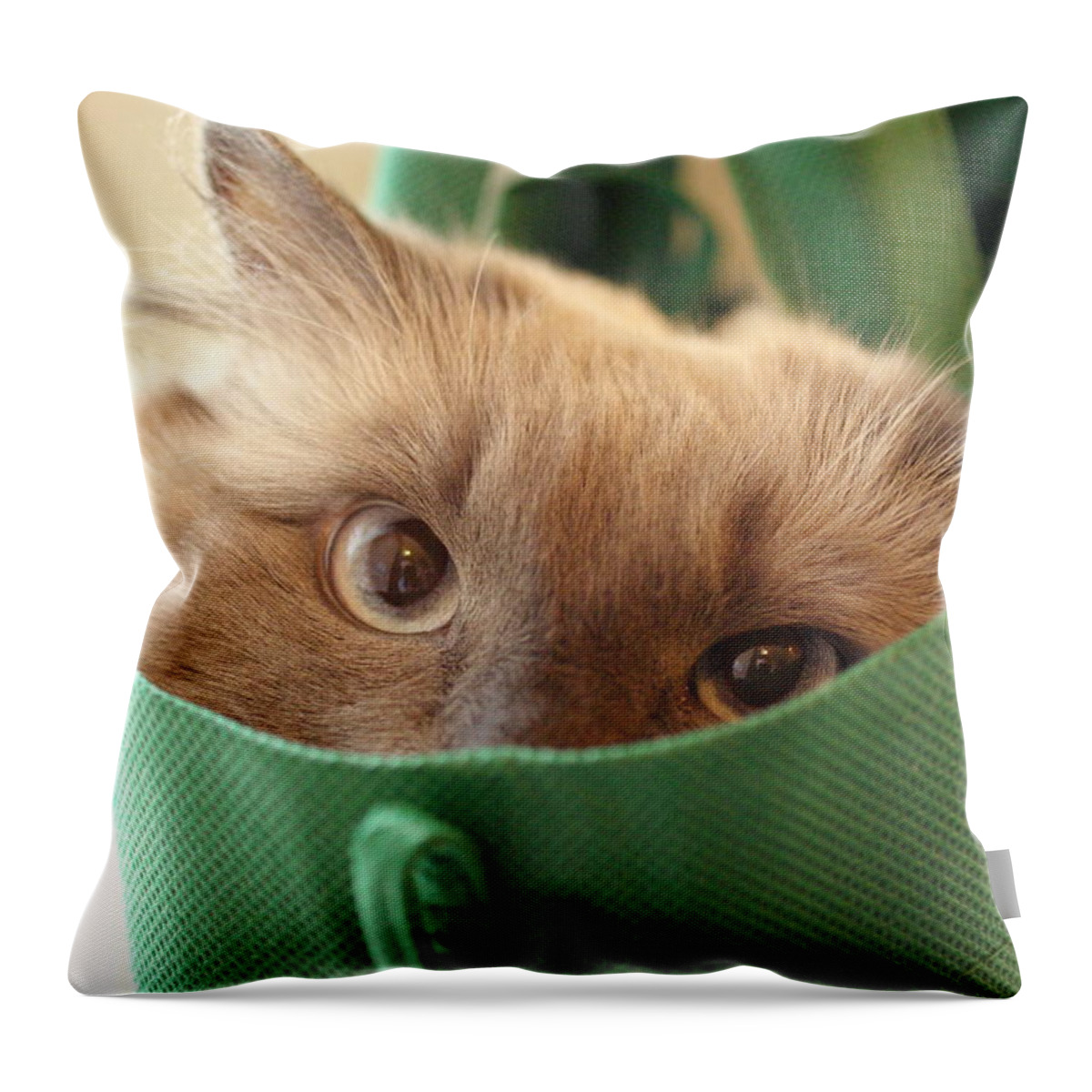 Cat Throw Pillow featuring the photograph Jack in the Bag by Cindy Johnston