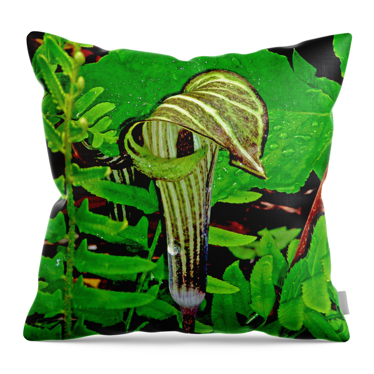 Plant Throw Pillow featuring the photograph Jack-in-the-Pulpit by Allen Nice-Webb