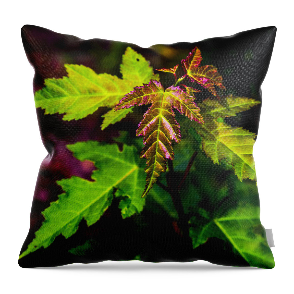 University Of Idaho Arboretum Throw Pillow featuring the photograph Jagged Leaves by Angus HOOPER III