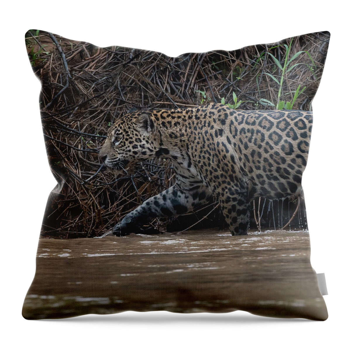 River Throw Pillow featuring the photograph Jaguar in River by Wade Aiken