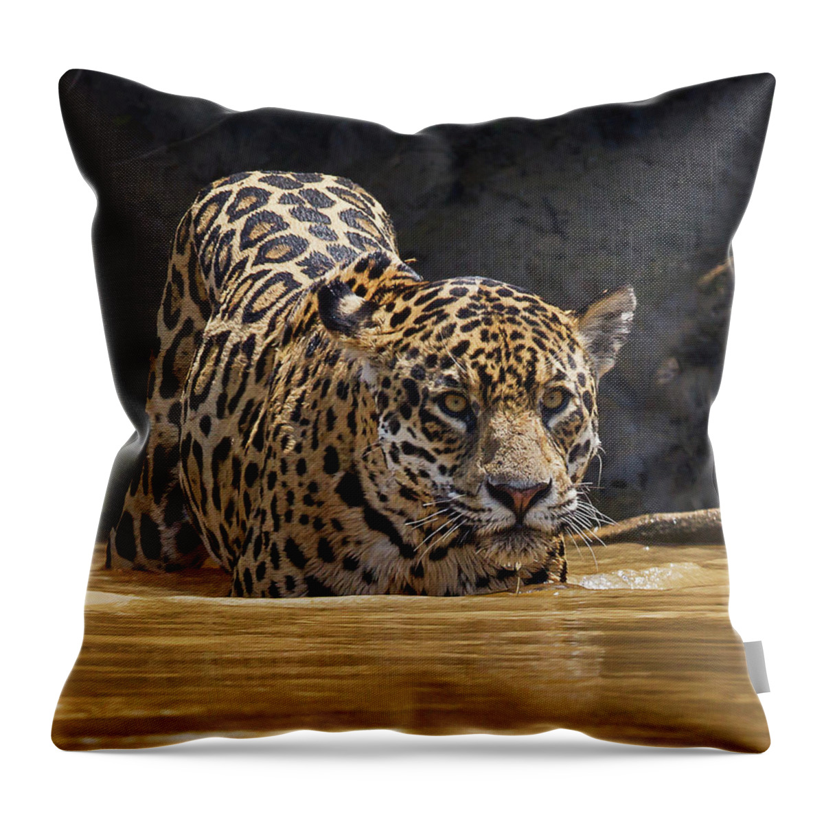 2016 Throw Pillow featuring the photograph Jaguar by Jean-Luc Baron