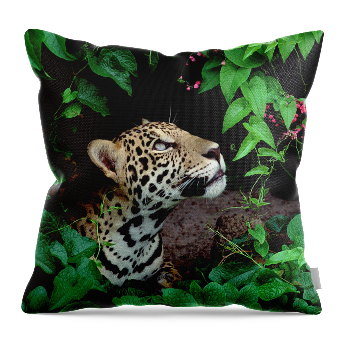Mp Throw Pillow featuring the photograph Jaguar Panthera Onca Peeking by Claus Meyer