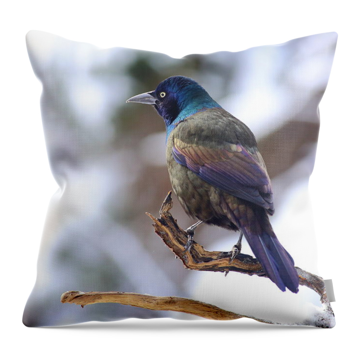 Common Grackle Throw Pillow featuring the photograph January Grackle by Daniel Reed