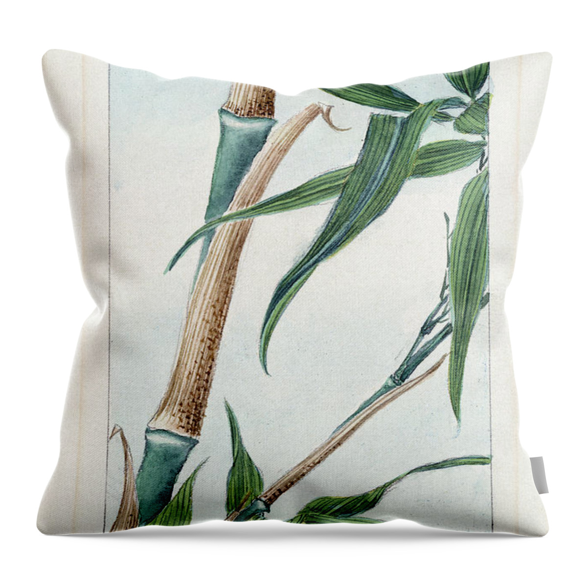 1870s Throw Pillow featuring the photograph JAPAN: BAMBOO, c1870s by Granger