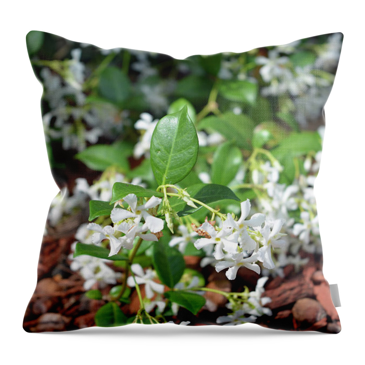 Jasmine Throw Pillow featuring the photograph Jasmine in Bloom by Aimee L Maher ALM GALLERY