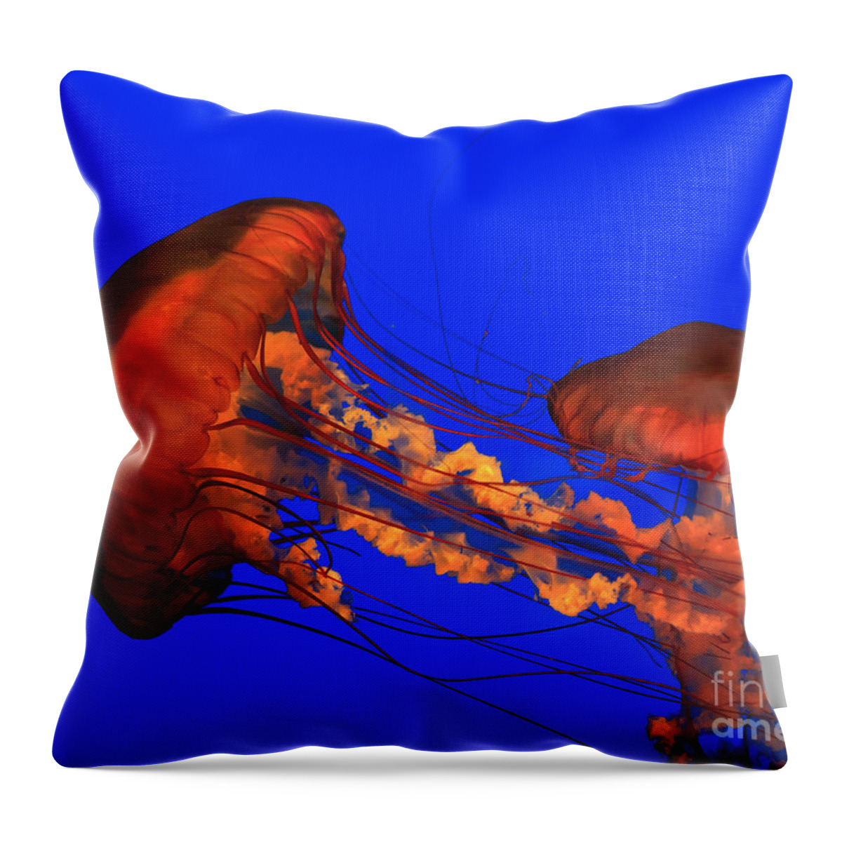 Ripley's Throw Pillow featuring the photograph Jellyfish by Jill Lang