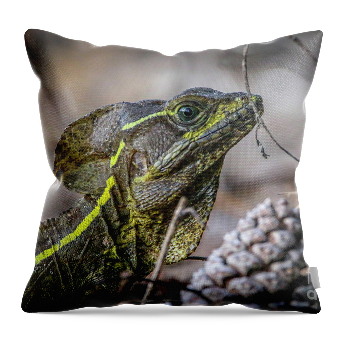 Basilisk Throw Pillow featuring the photograph Jesus Lizard #2 by Tom Claud