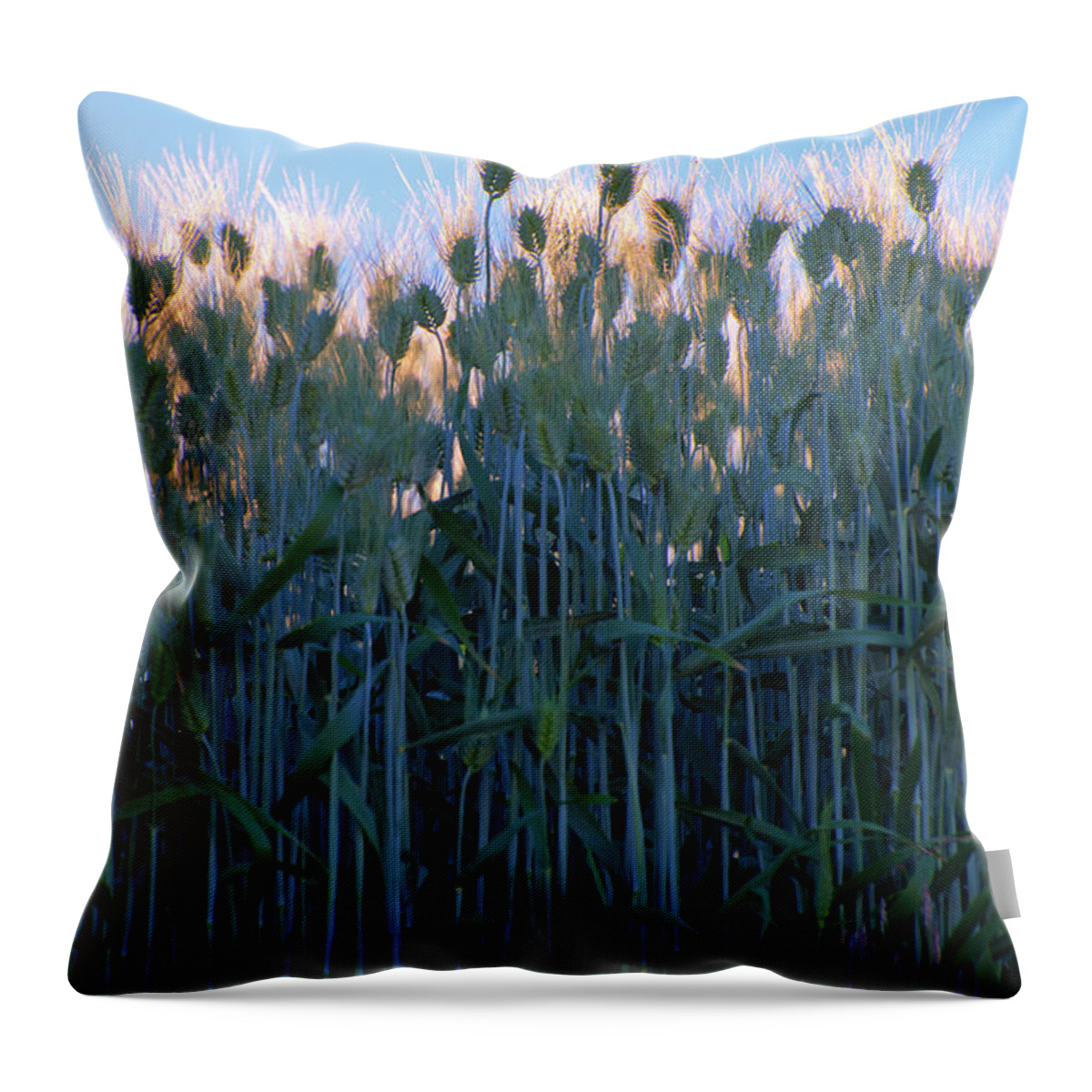 Outdoors Throw Pillow featuring the photograph July Crops II by Doug Davidson