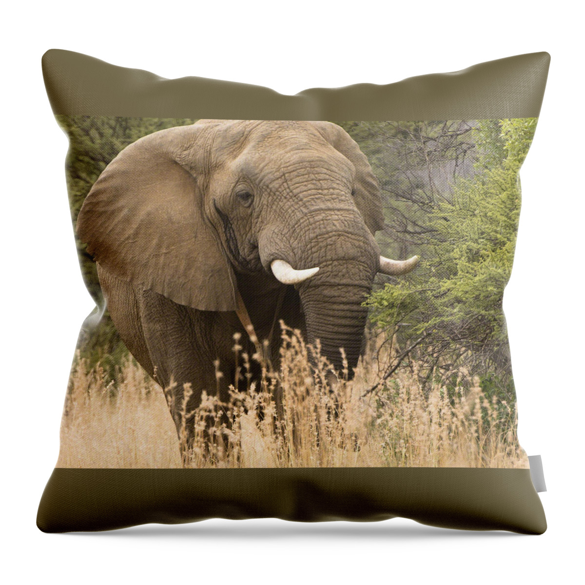 Wildlife Throw Pillow featuring the photograph Jumbo by Patrick Kain