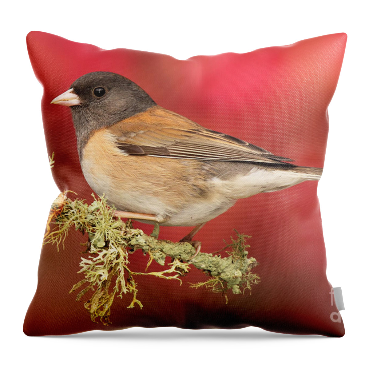 Bird Throw Pillow featuring the photograph Junco Against Peach Blossoms by Max Allen