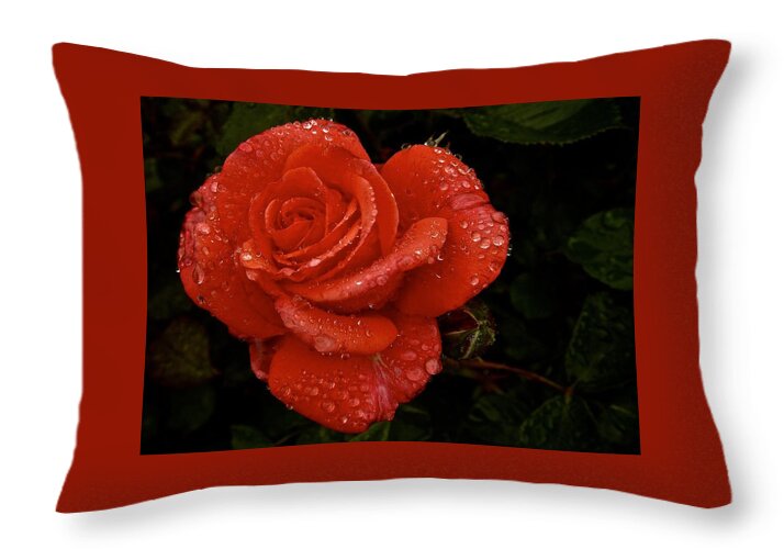 Rose Throw Pillow featuring the photograph June 2016 Rose No. 3 by Richard Cummings