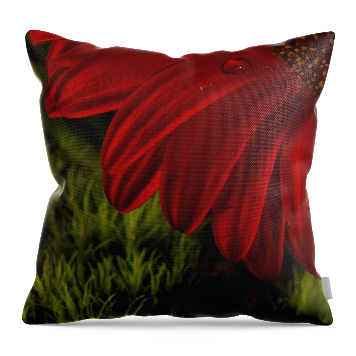 Gerber Daisy Throw Pillow featuring the photograph Just a Drop by Marlo Horne