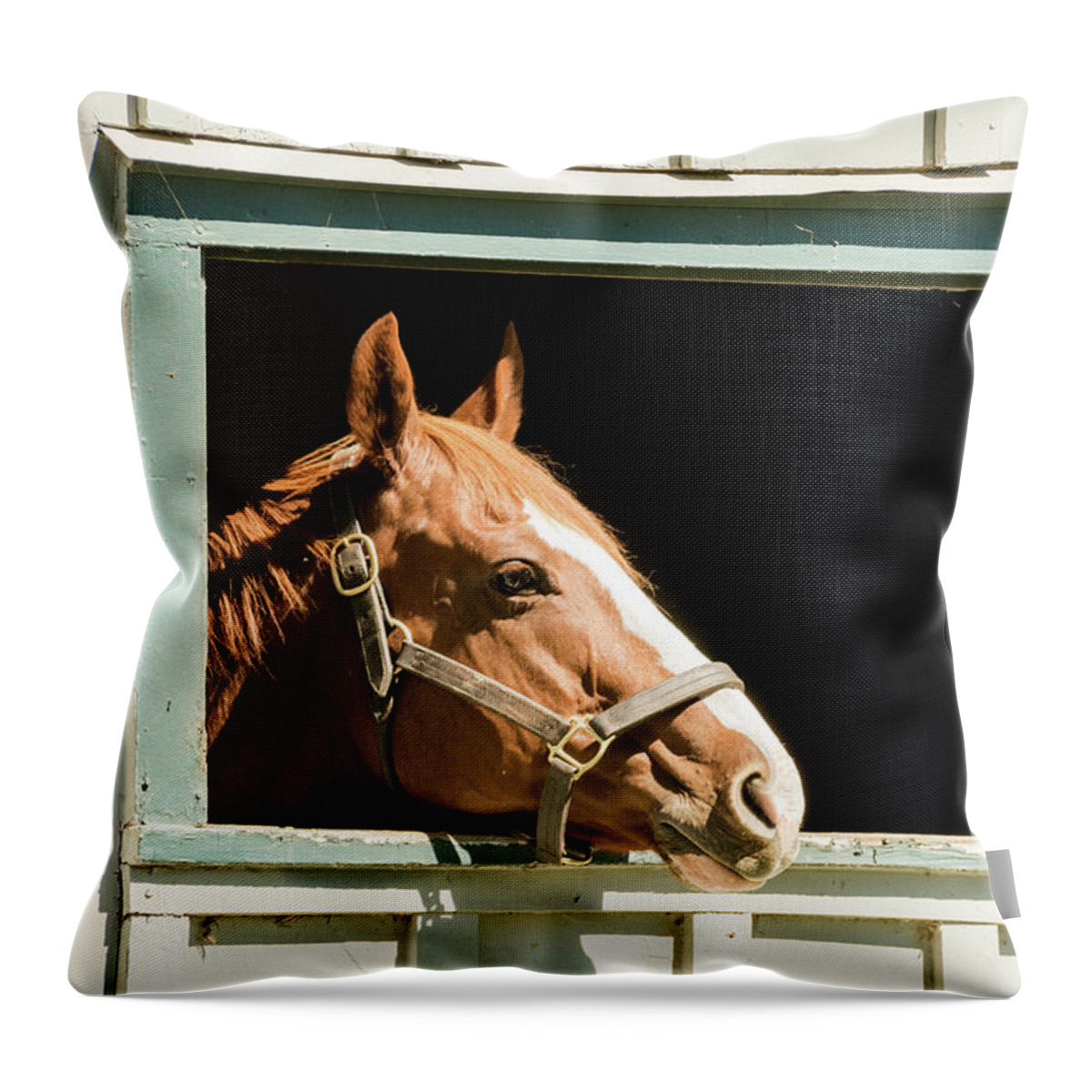 Horse Throw Pillow featuring the photograph Just a Quick Peek by Pamela Williams