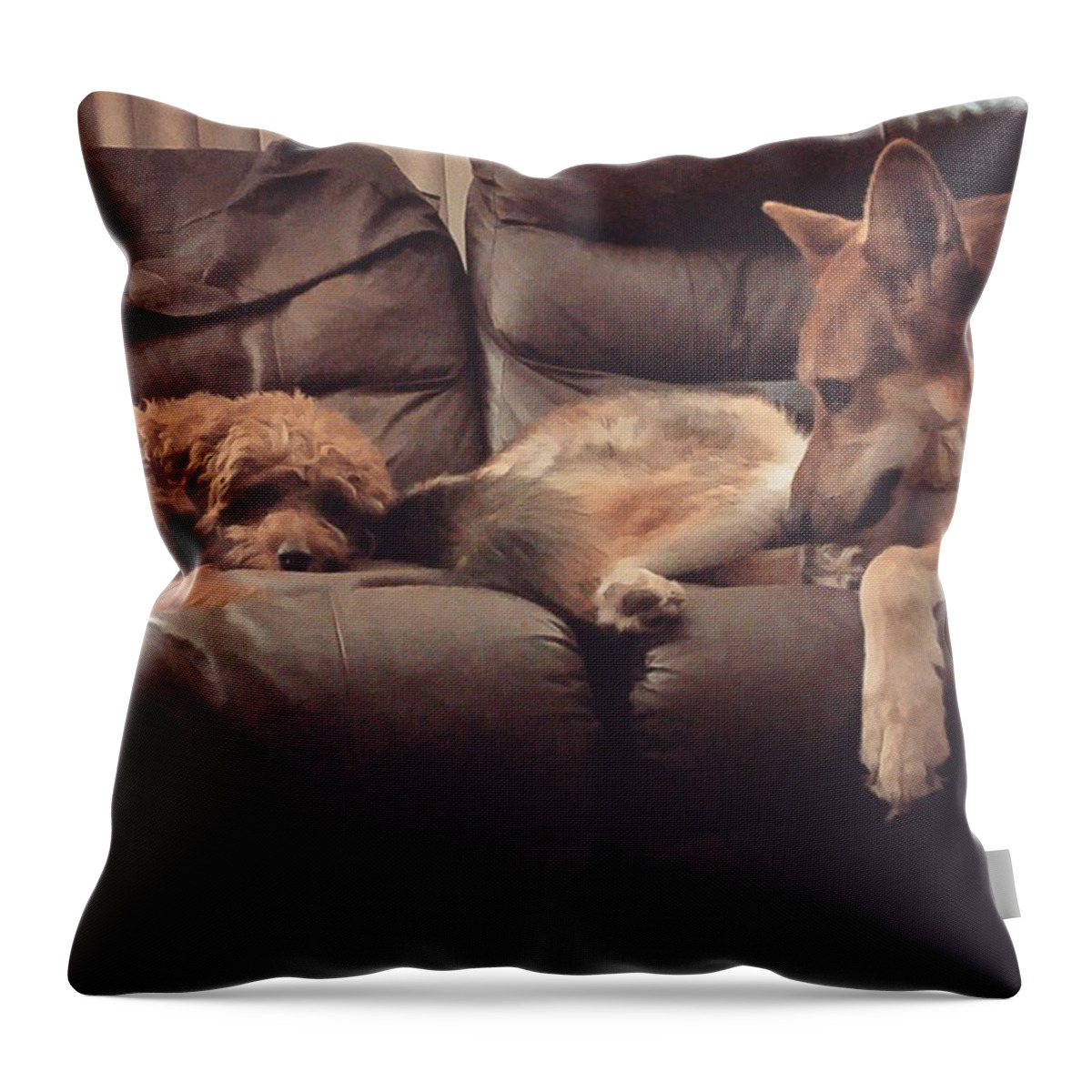 Dogs Throw Pillow featuring the photograph Dog Couch by Charlie Cliques