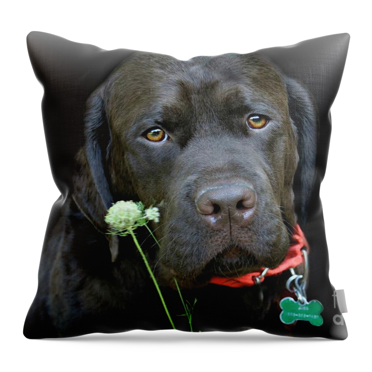 Dog Throw Pillow featuring the photograph Just Jack by Barbara S Nickerson