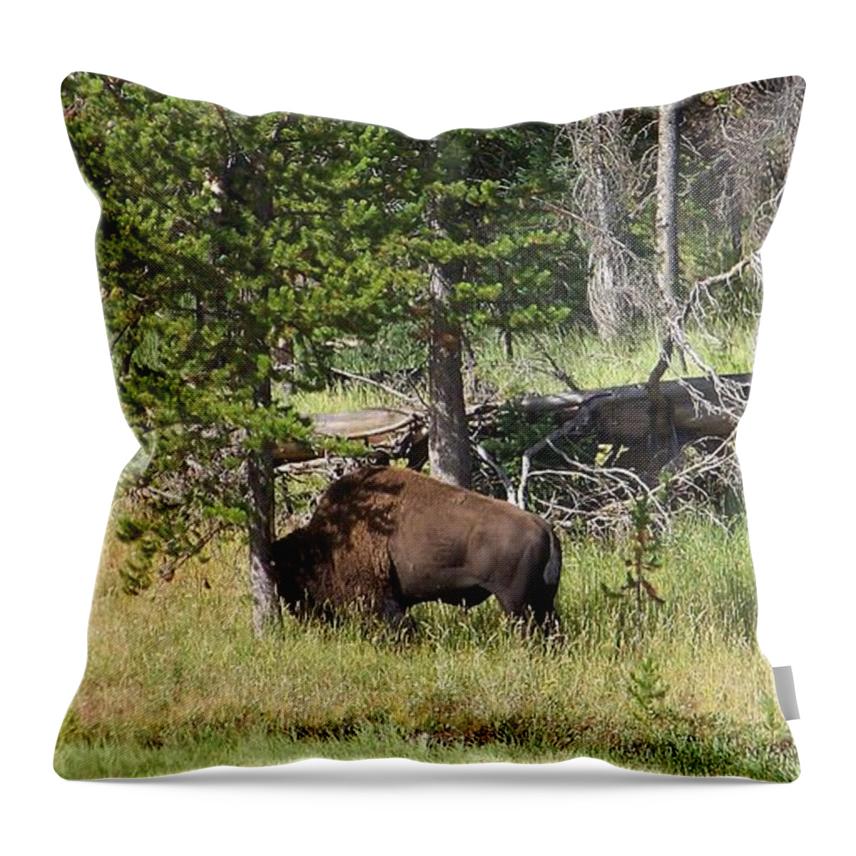 Bison Throw Pillow featuring the photograph Just one More by Charles Robinson