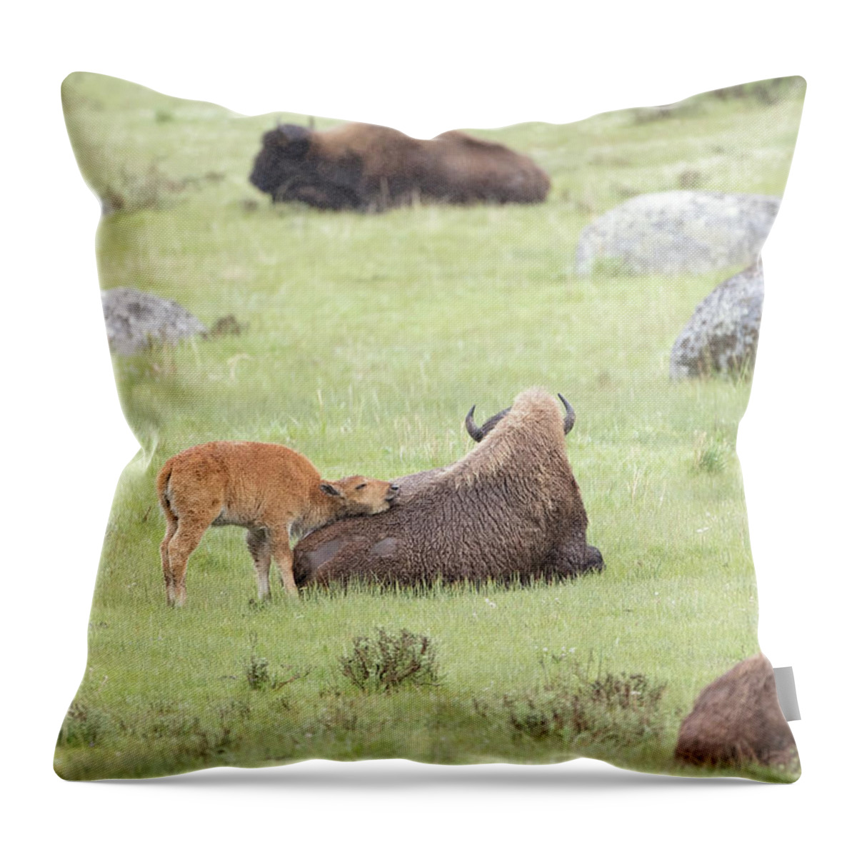 Bison Throw Pillow featuring the photograph Just Resting My Eyes by Eilish Palmer