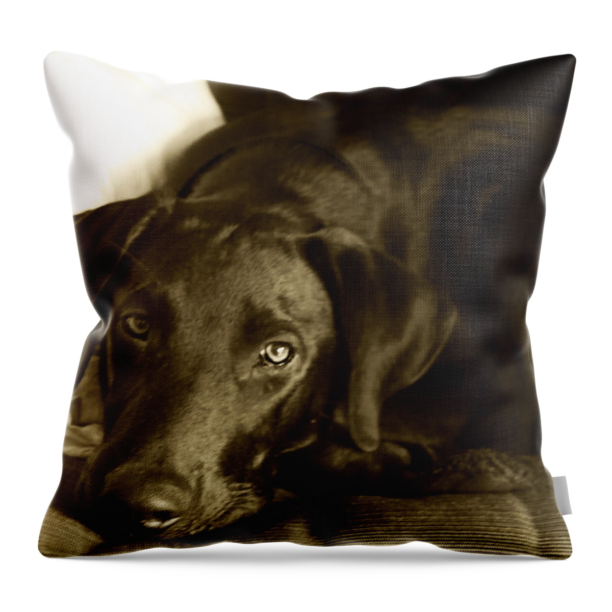 Chocolate Lab Throw Pillow featuring the photograph Just Taking a Break by Roger Wedegis