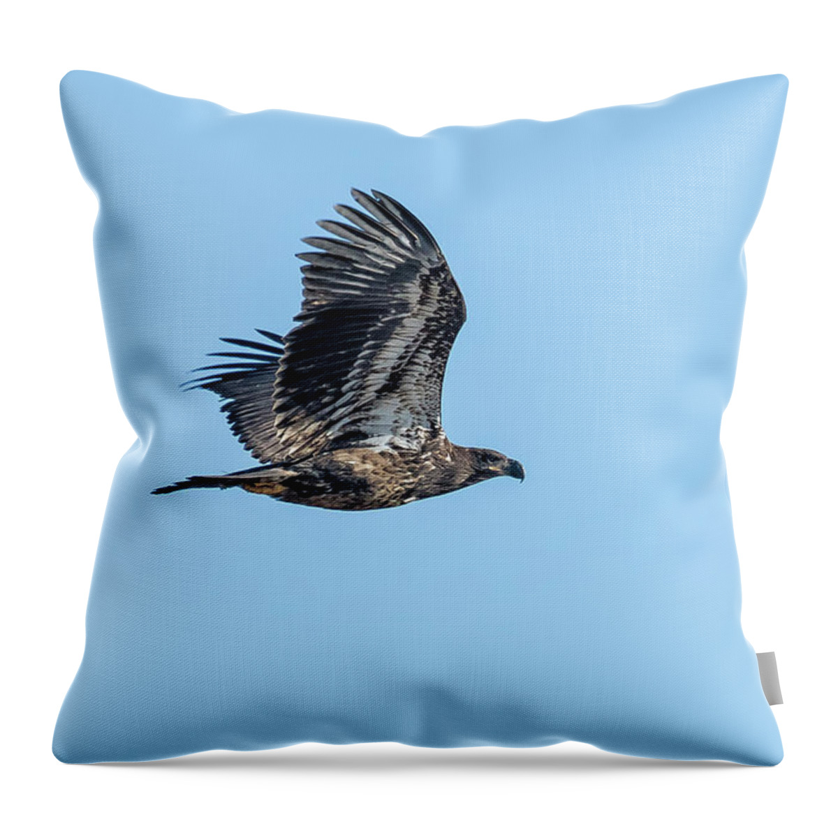 Bald Eagle Throw Pillow featuring the photograph Juvenile Bald Eagle Soaring by Belinda Greb