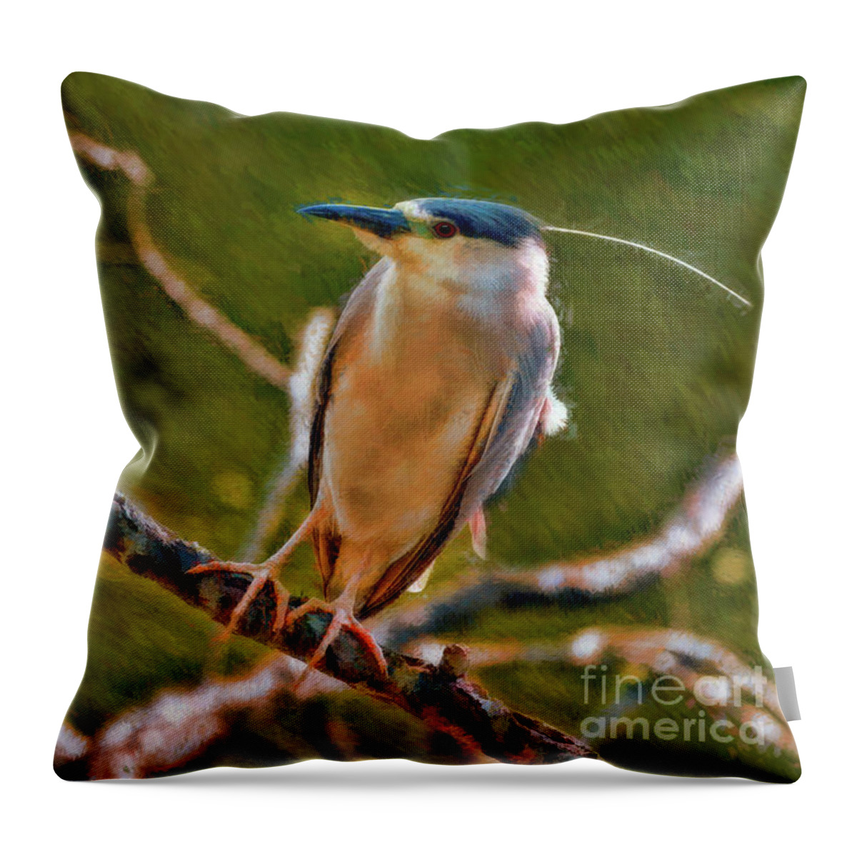 Birds Throw Pillow featuring the photograph Juvenile Black-Crowned Night Heron On Look Out by Blake Richards