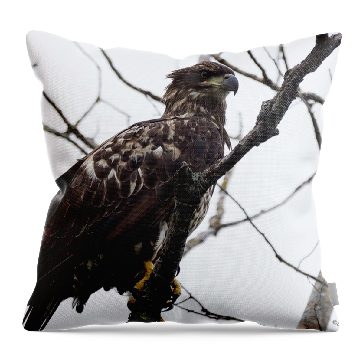 Bird Throw Pillow featuring the photograph Juvenile Eagle 2 by Steven Clipperton