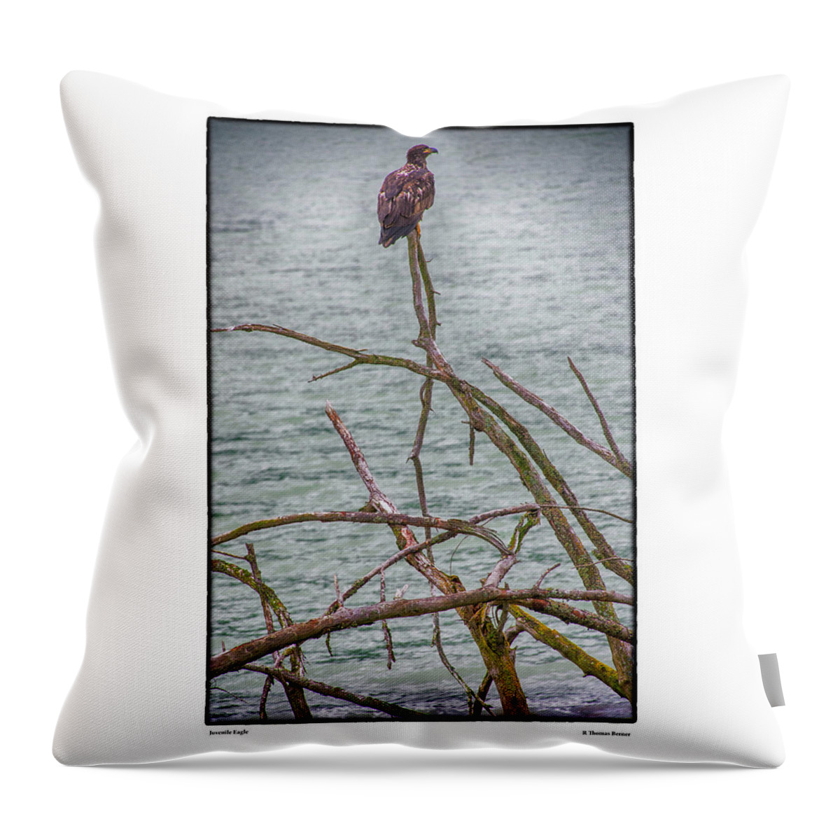 Eagle Throw Pillow featuring the photograph Juvenile Eagle by R Thomas Berner