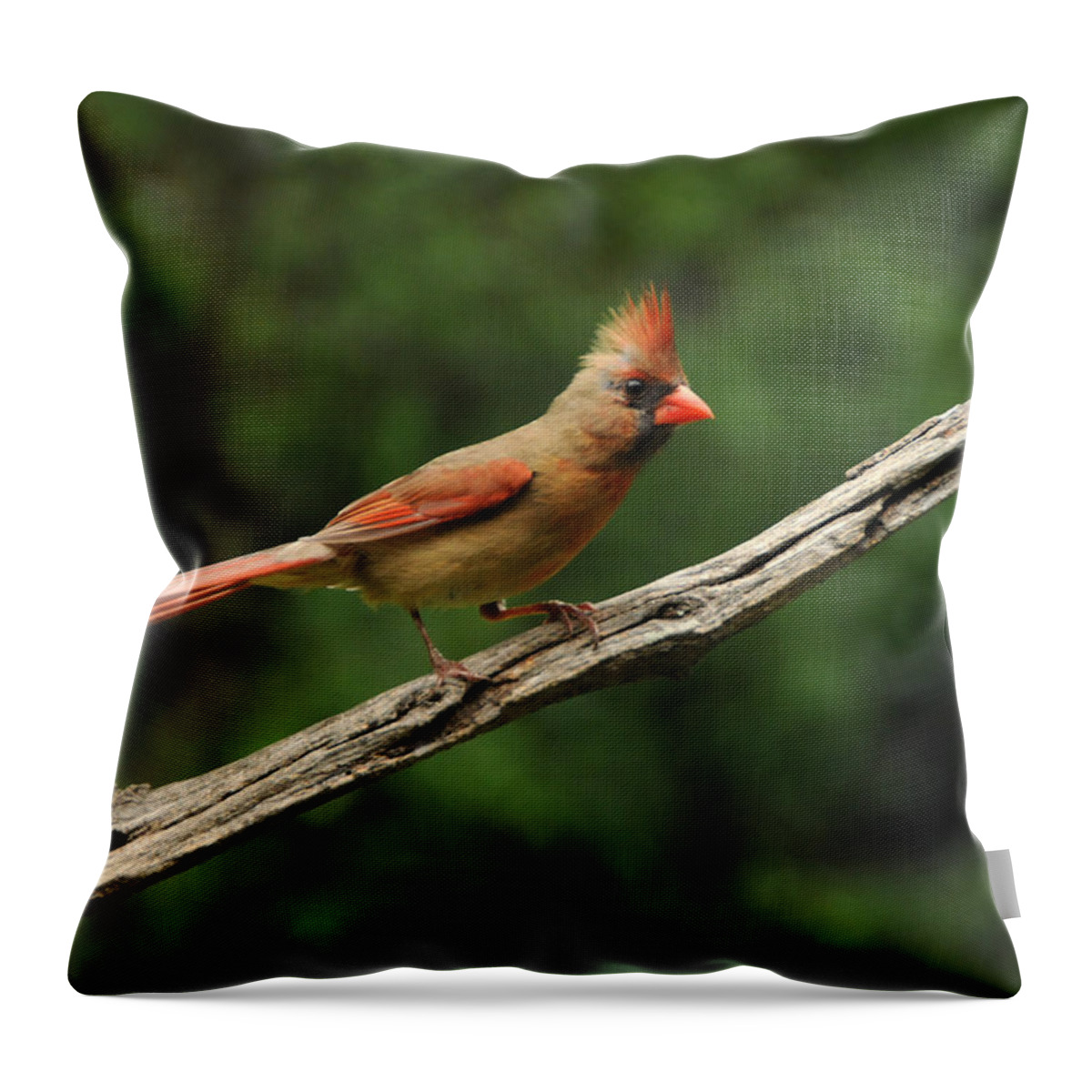 Female Throw Pillow featuring the photograph Juvenile Female Cardinal by Mike Martin