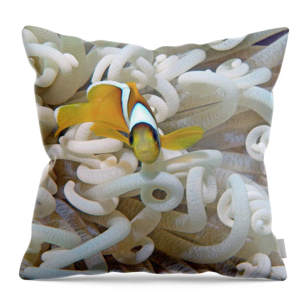 Red Sea Clownfish Throw Pillow featuring the photograph Juvenile Red Sea Clownfish, Eilat, Israel 3 by Pauline Walsh Jacobson