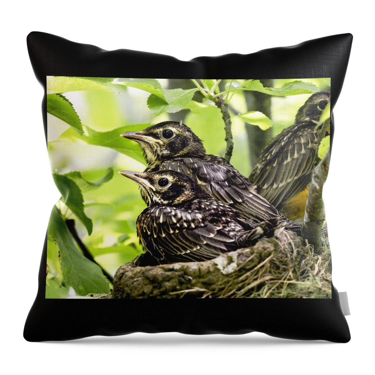 Juvenile Robins Prior To Fledging Throw Pillow featuring the photograph Juvenile Robins Just Prior to Fledging by Marty Saccone