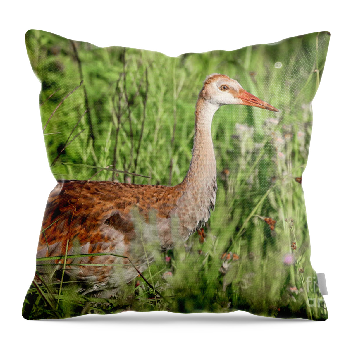 Crane Throw Pillow featuring the photograph Juvenile Sandhill by Tom Claud