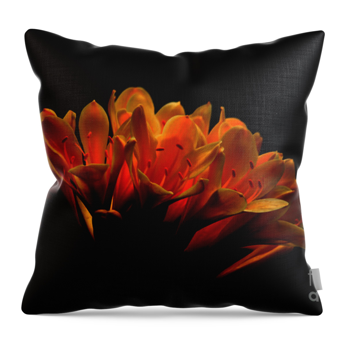 Floral Throw Pillow featuring the photograph Kaffir Lily by James Eddy