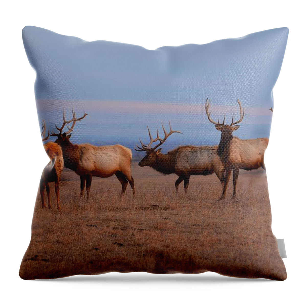 Elk Throw Pillow featuring the photograph Kansas Elk Panarama by Keith Stokes