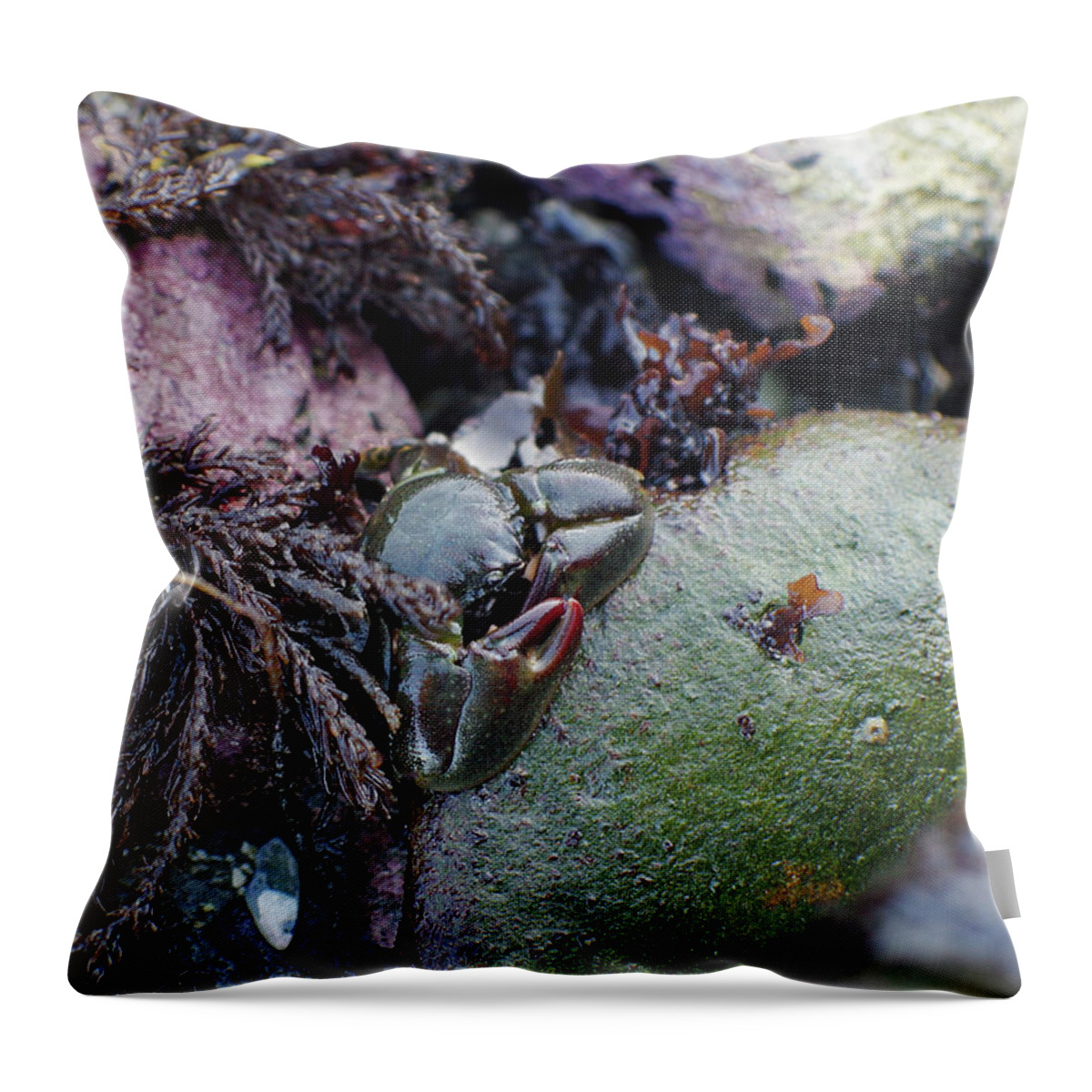 Adria Trail Throw Pillow featuring the photograph Kelp Crab by Adria Trail