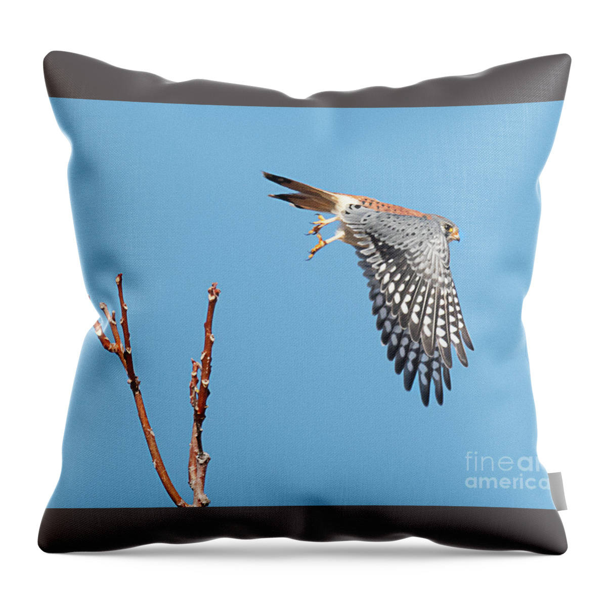 Bird Throw Pillow featuring the photograph Kestrel Taking Flight by Dennis Hammer