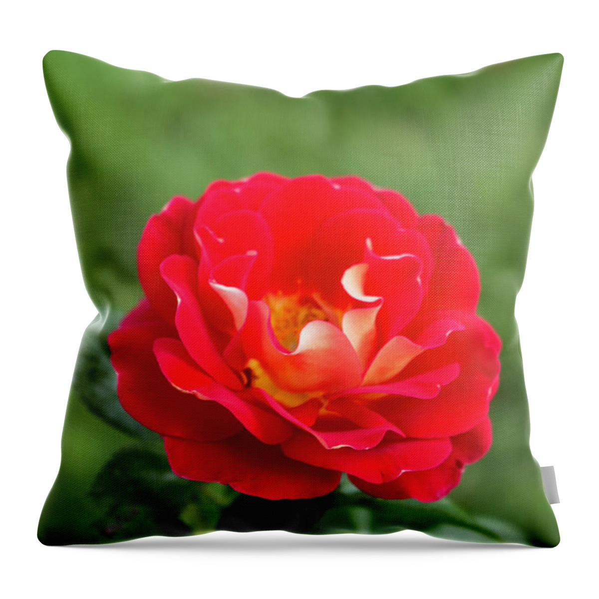 Close-up Throw Pillow featuring the photograph Ketchup and Mustard Rose by K Bradley Washburn
